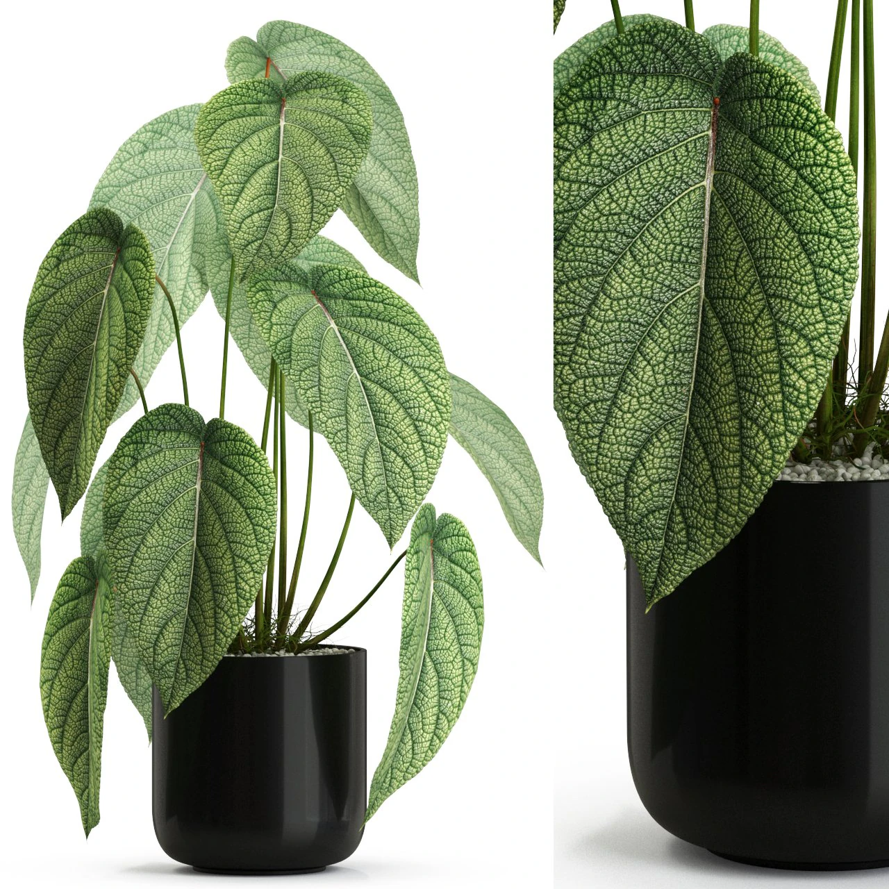Plants collection 534 3D Model .c4d .max .obj .3ds .fbx .stl .blend 