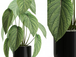 Plants collection 534 3D मॉडल