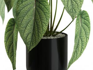 Plants collection 534 3D Model