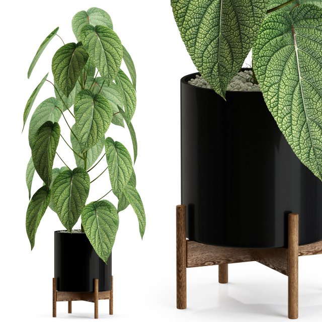 Plants collection 535 3D Модель .c4d .max .obj .3ds .fbx .stl .blend 