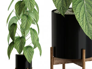 Cole&ccedil;&atilde;o de plantas 535 Modelo 3D