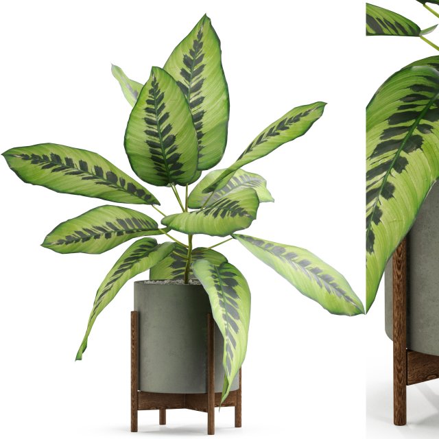 Plants collection 536 Modèle 3D .c4d .max .obj .3ds .fbx .stl .blend 