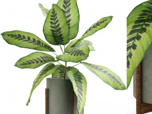 Cole&ccedil;&atilde;o de plantas 536 Modelo 3D