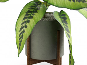 Plants collection 536 Modèle 3D