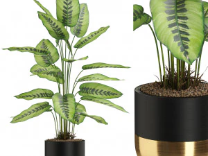 植物收藏 537 3D 模型