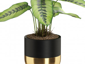 Plants collection 537 3D 模型