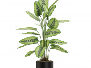 Plants collection 537 3D 模型