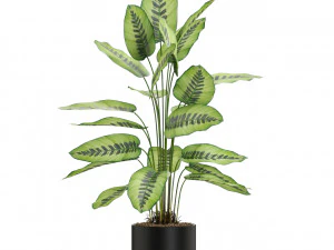 Plants collection 537 3D Model