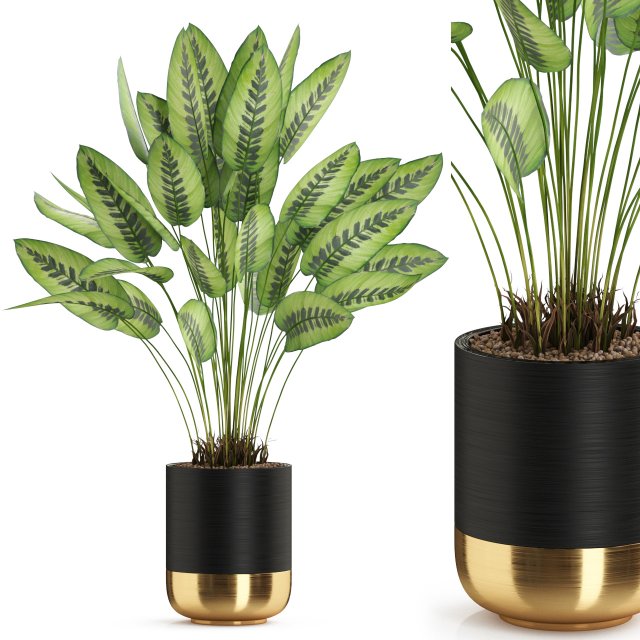 Plants collection 538 Modelo 3D .c4d .max .obj .3ds .fbx .stl .blend 