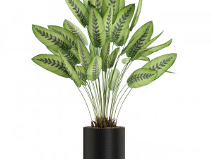 Plants collection 538 3D Model