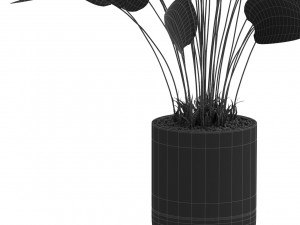 Plants collection 538 Modelo 3D