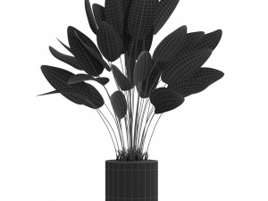Plants collection 538 Modelo 3D