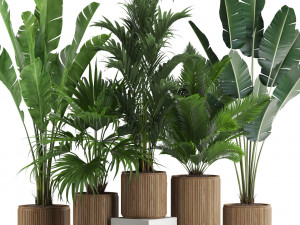 Plants collection 539 3D Model