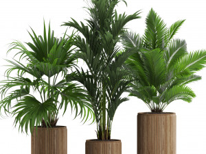 Plants collection 539 3D 模型