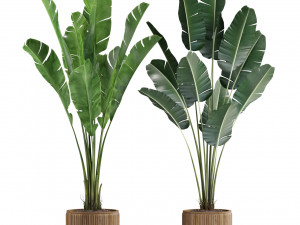 Plants collection 539 3D 模型
