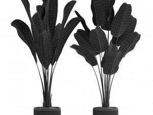 Plants collection 539 3D Model
