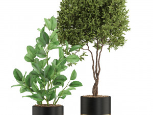 Plants collection 540 3D Model