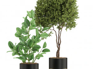 Plants collection 540 3D Model