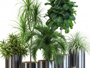 Plants collection 541 3D Model
