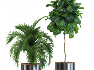 Plants collection 541 Model 3D