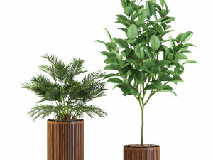 Plants collection 542 Model 3D
