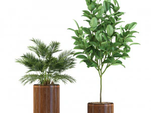 Plants collection 542 3D Model