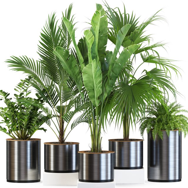 Plants collection 543 3D Модель .c4d .max .obj .3ds .fbx .stl .blend 
