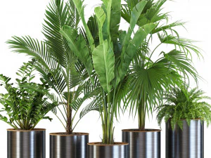 Коллекция растений 543 3D Модель