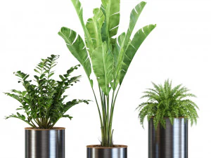 Plants collection 543 3D Model