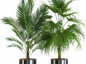 Plants collection 543 3D Model