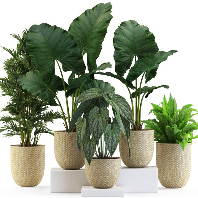 Plants collection 544 3Dモデル .c4d .max .obj .3ds .fbx .stl .blend 