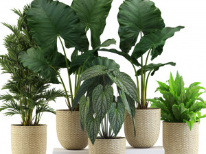 Plants collection 544 3D Model