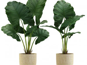Plants collection 544 3D Model