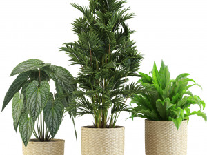 Plants collection 544 3Dモデル