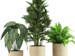 Plants collection 544 3D Model