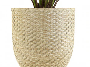 Plants collection 544 3D Model