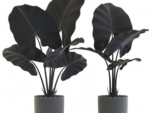 Plants collection 544 3Dモデル