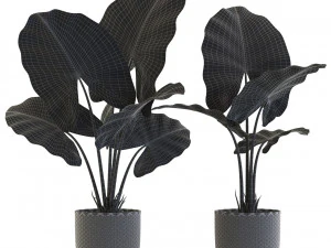 Plants collection 544 3D Model