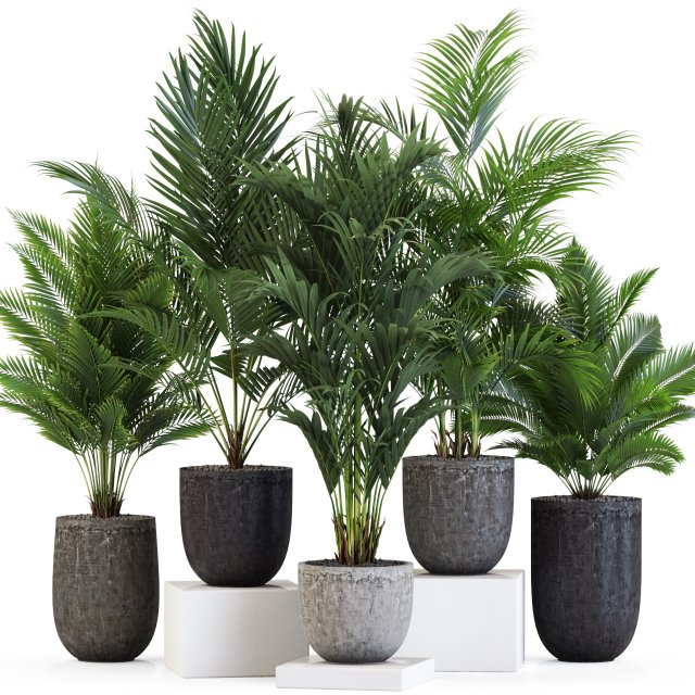 Plants collection 545 Modèle 3D .c4d .max .obj .3ds .fbx .stl .blend 
