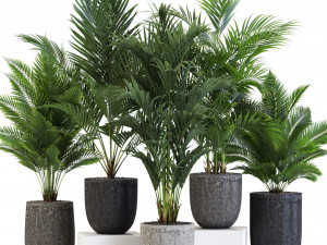 Plants collection 545 3D Модель