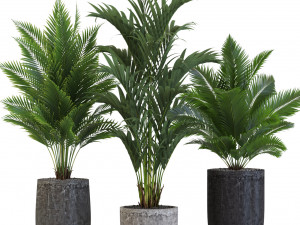 Plants collection 545 Modèle 3D