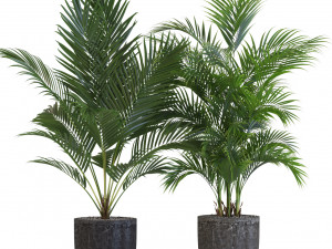 Plants collection 545 Modèle 3D