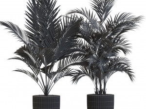 Plants collection 545 Modèle 3D