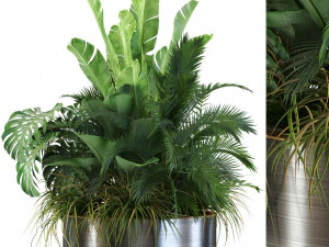 Коллекция растений 546 3D Модель