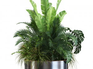 Plants collection 546 3D Model