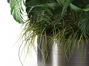 Plants collection 546 3D 模型