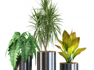 Plants collection 547 Modello 3D