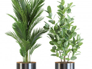 Plants collection 547 Modello 3D
