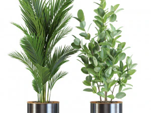 Plants collection 547 3D Model