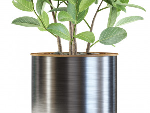 Plants collection 547 Modello 3D